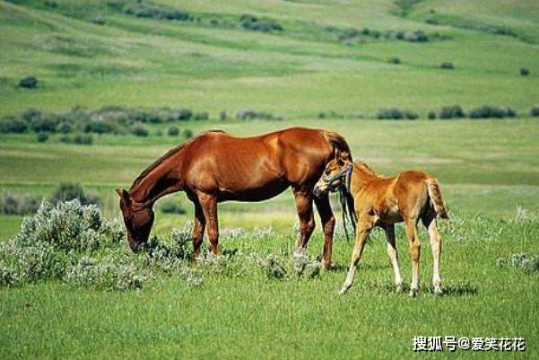 今晚澳门特马开什么今晚四不像,今晚澳门特马揭晓，四不像的惊喜与挑战